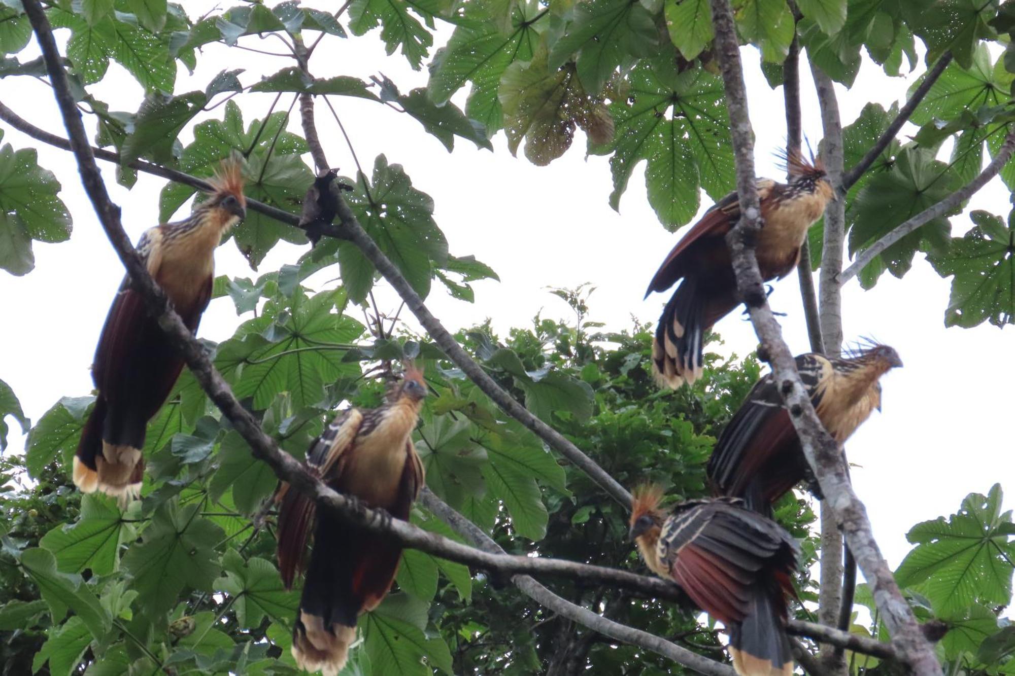Hospedaje Y Tours Reina Arriera Amazonas Colombia Macedonia Extérieur photo