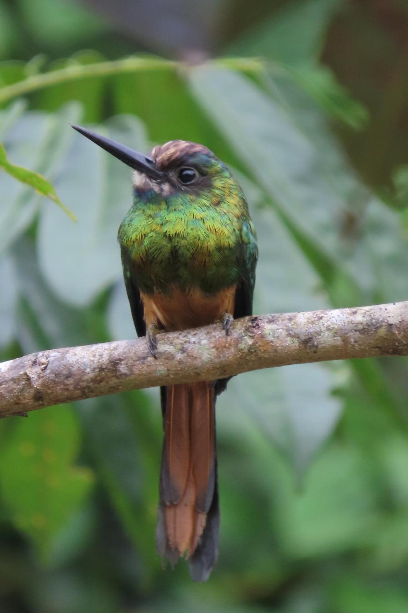 Hospedaje Y Tours Reina Arriera Amazonas Colombia Macedonia Extérieur photo